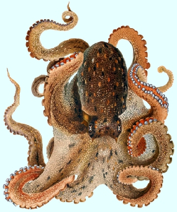 Octopus curling its tentacles